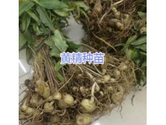 螺螄灣滇黃精苗批發(fā)*滇黃精種苗價格咨詢圖2