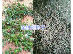 昆明獨(dú)定子多少錢一斤？螺螄灣小白芨苗圖1