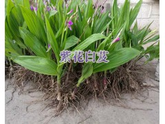 紫花白芨苗今日供應(yīng)*三叉白芨育苗方法圖1