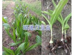 紫花白芨苗今日供應(yīng)*三叉白芨育苗方法圖2