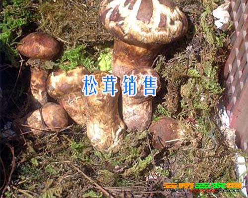 松茸銷(xiāo)售