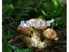 求購香格里拉松茸/松茸批發(fā)報價-15969392580圖2