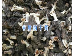 云南特產(chǎn)羊肚菌-羊肚菌#香格里拉羊肚菌圖3