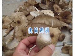 云南雞樅批發(fā)供應-13628889021-麗江雞樅圖1