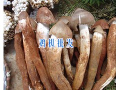 云南雞樅批發(fā)供應-13628889021-麗江雞樅圖2