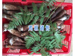 云南雞樅批發(fā)供應-13628889021-麗江雞樅圖3