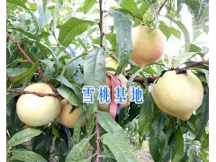 麗江雪桃銷售-13628889021-麗江春華雪桃基地圖1