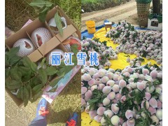 麗江雪桃銷售-13628889021-麗江春華雪桃基地圖3