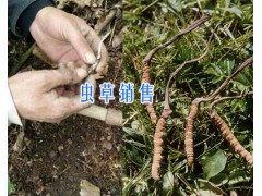 冬蟲夏草市場價格-云南蟲草交易15969392580圖2