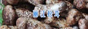 迪慶香格里拉松茸在哪買？麗江拉松茸供應(yīng)15969392580