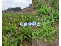 高度15cm以上白芨苗_云南白芨種苗18213402918圖2