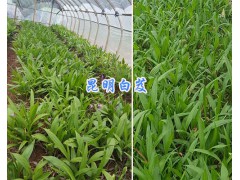 高度15cm以上白芨苗_云南白芨種苗18213402918圖3