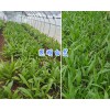 昆明藥材種苗：供應(yīng)楚雄、曲靖紫花白芨馴化苗、天冬苗
