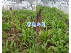 昆明白芨種植全套方法18213402918/紫花白芨基地直銷(xiāo)圖2