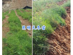 昆明藥材種苗：供應(yīng)楚雄、曲靖紫花白芨馴化苗、天冬苗圖2