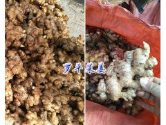 羅平小黃姜-菜姜姜種批發(fā)圖2
