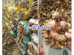 干姜塊-羅平姜片加工*云南小黃姜供應圖2