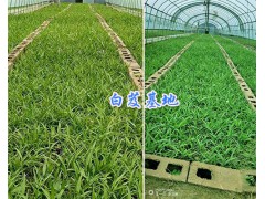紫花三叉白芨苗-紅河州白芨馴化苗圖1