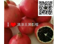 云南黑籽石榴苗基地&預(yù)定黑籽石榴-18869889661圖1