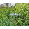 云南香櫞苗種植-大理哪里香櫞苗多？香櫞苗價(jià)格