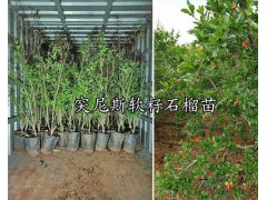 突尼斯軟籽石榴苗-軟籽石榴苗價(jià)格_云南軟籽石榴苗圖1