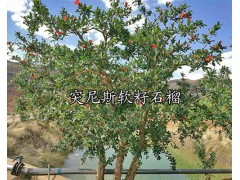 突尼斯軟籽石榴苗-軟籽石榴苗價(jià)格_云南軟籽石榴苗圖2