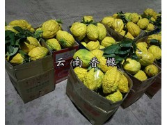 香櫞嫁接苗 云南香櫞銷(xiāo)售 香櫞果銷(xiāo)售圖1