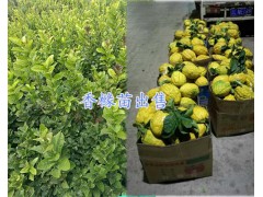 香櫞嫁接苗 云南香櫞銷(xiāo)售 香櫞果銷(xiāo)售圖2