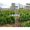 香櫞袋苗多少錢(qián)#大理香櫞苗木基地-香櫞苗批發(fā)價(jià)格