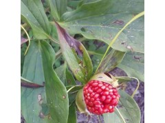 七葉一枝花種子(滇重樓品種)_今年高桿滇重樓種子市場價(jià)圖3