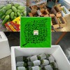 生芒果批發(fā)*保山老品種芒果產(chǎn)地_云南芒果品種