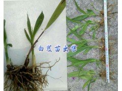 產(chǎn)地德宏白芨苗-紫花白芨種植*四川中藥材種植網(wǎng)圖1