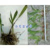 產(chǎn)地德宏白芨苗-紫花白芨種植*四川中藥材種植網(wǎng)