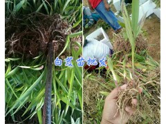 產(chǎn)地德宏白芨苗-紫花白芨種植*四川中藥材種植網(wǎng)圖2