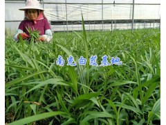 云南白芨種苗#1000余萬株白芨苗-四川中藥材種植網(wǎng)圖2