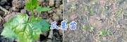 哪有9號瓜蔞苗*南充瓜蔞苗/天花粉種苗批發(fā)價