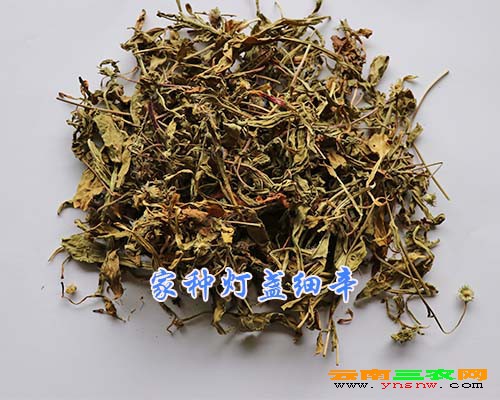 家種燈盞細(xì)辛