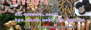 5-7厘米云南麗江松茸多少錢一斤？附圖