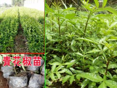 青花椒怎么育苗青花椒苗哪里|青花椒苗怎么賣？圖2