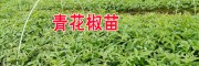 云南哪里有青花椒苗？