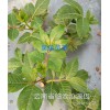 一畝地有多少吳茱萸苗？臨滄中花吳茱萸苗-供應(yīng)保山普洱吳茱萸苗