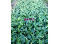 云南哪里批發(fā)草果苗-臨滄草果苗-近期草果苗銷售價(jià)格圖2
