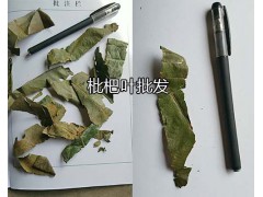 中藥材枇杷葉產(chǎn)地—紅河州枇杷葉批發(fā)-圖2