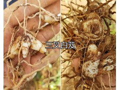 3年生三叉白芨-云南新鮮白芨—紅河蒙自白芨出售圖2
