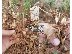 3年生三叉白芨-云南新鮮白芨—紅河蒙自白芨出售圖1