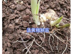 黃精苗種植技術(shù)指導(dǎo)-滇黃精根莖苗種植圖3