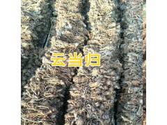 云當歸/云木香/黃草烏銷售市場價格-種植合作社報價圖1