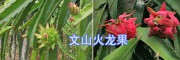 產(chǎn)地紅心火龍果—批發(fā)是多少錢一斤？