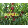 全國早熟水蜜桃：早香蜜桃上市預(yù)定_13529803395