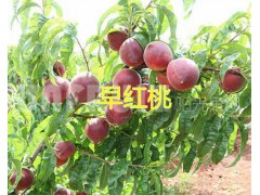 全國早熟水蜜桃：早香蜜桃上市預(yù)定_13529803395圖3